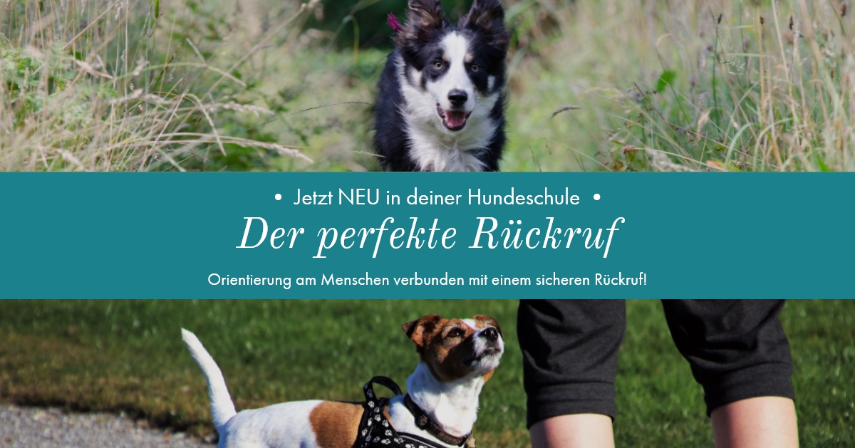Rückrufkurs Hundeschule Nienburg